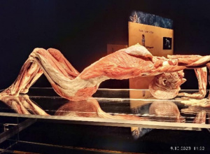 Wystawa BODY WORLDS z cyklu THE CYCLE OF LIFE