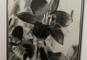 Man Ray Kalie